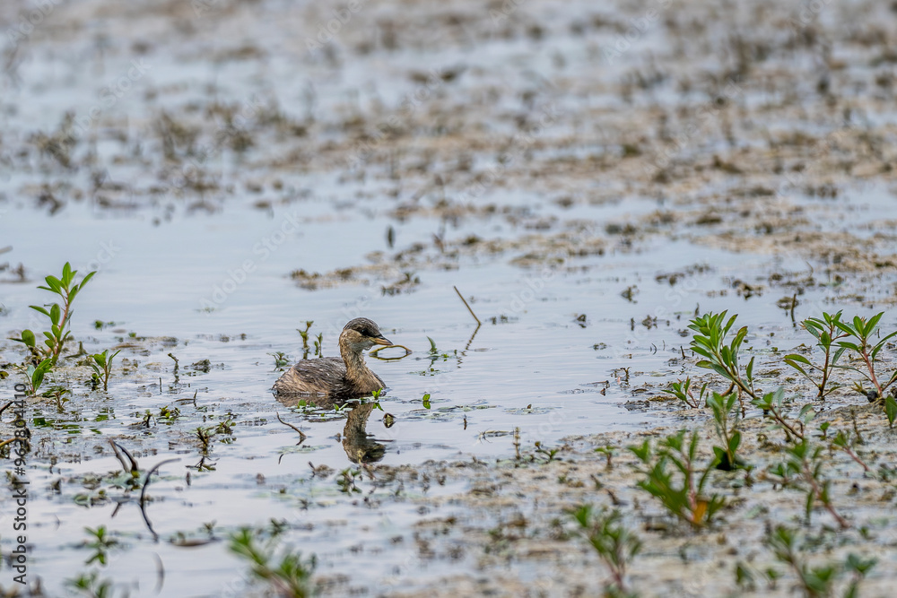 juvenile great grebe on a pond in the Camargue, France juvenile great grebe on a pond in the Camargue, France