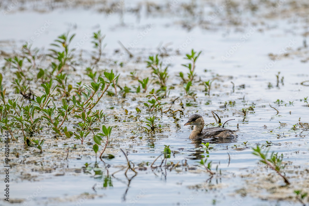 juvenile great grebe on a pond in the Camargue, France juvenile great grebe on a pond in the Camargue, France