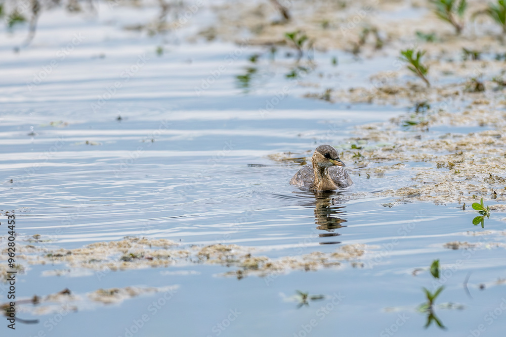 juvenile great grebe on a pond in the Camargue, France juvenile great grebe on a pond in the Camargue, France
