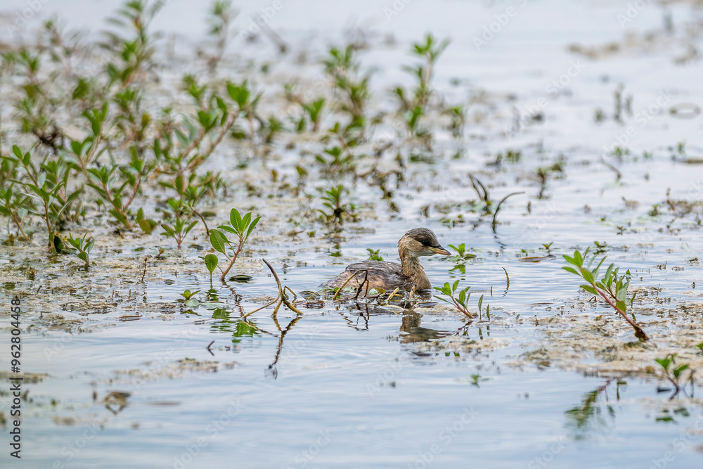juvenile great grebe on a pond in the Camargue, France juvenile great grebe on a pond in the Camargue, France