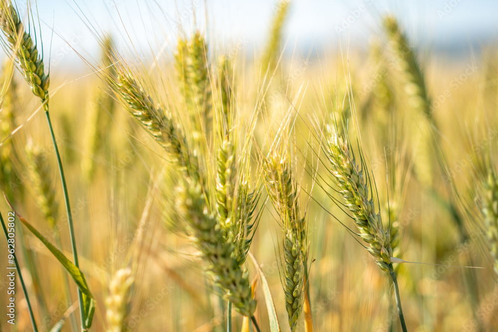 A field of wheat with a bright yellow color A field of wheat with a bright yellow color