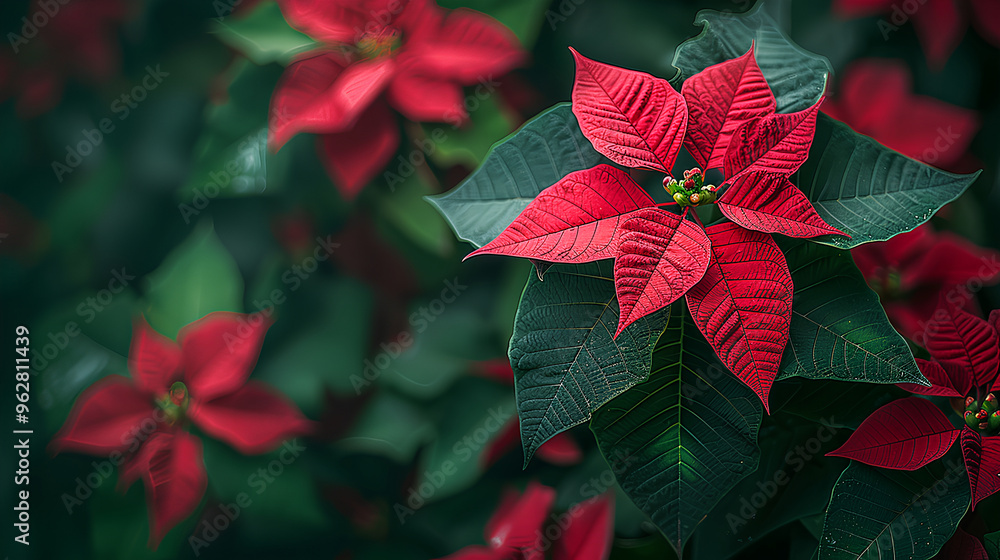 Close-up of vibrant red poinsettia flowers surrounded by dark green leaves, creating a festive and elegant holiday atmosphere Close-up of vibrant red poinsettia flowers surrounded by dark green leaves, creating a festive and elegant holiday atmosphere