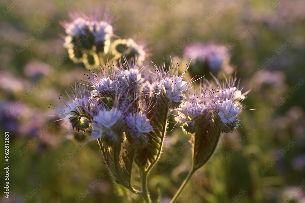Fototapeta premium Rainfarn-Phazelie, Phacelia, Bienenfreund, Büschelschön