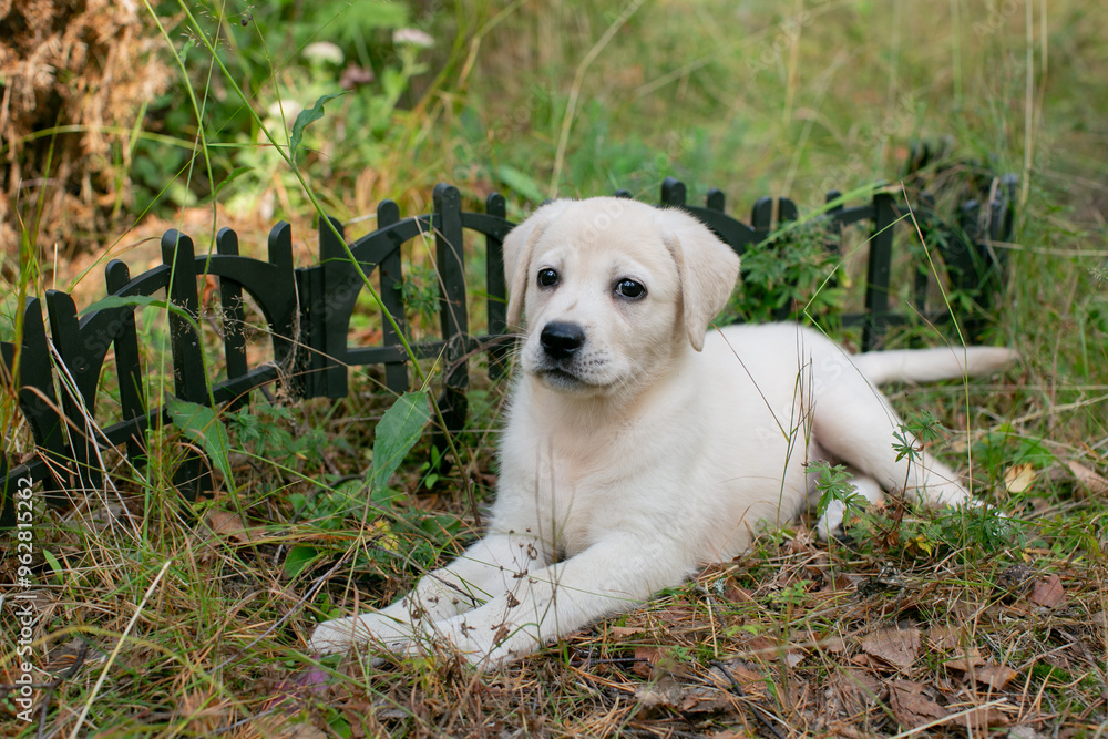A cute Labrador Retriever puppy lies on the grass in a garden, embodying the joy of pet ownership and backyard play A cute Labrador Retriever puppy lies on the grass in a garden, embodying the joy of pet ownership and backyard play