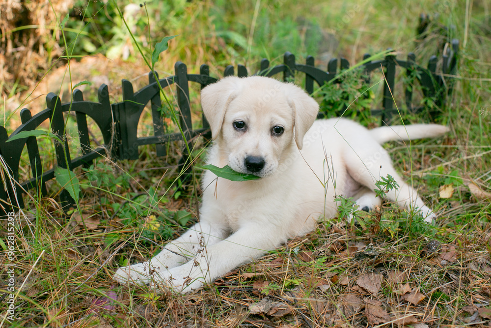 Cute Labrador puppy chewing on a leaf in a garden setting, perfect for pet adoption campaigns or animal-themed greeting cards