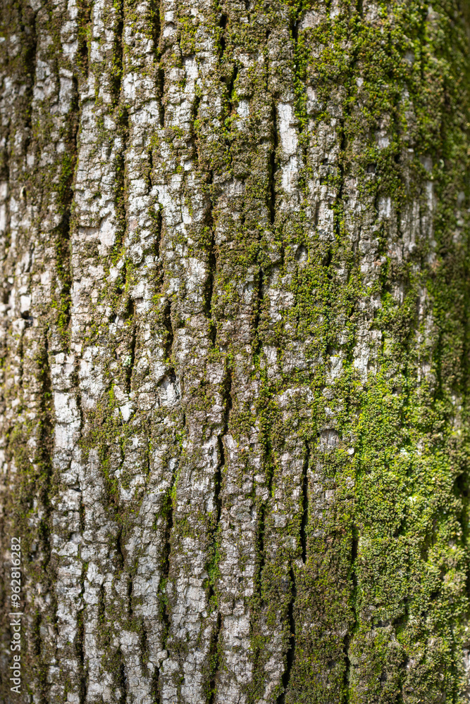 Obraz premium Macro photograph of a chestnut tree bark in a vertical format The image captures the intricate details of the bark rough texture with patches of green moss