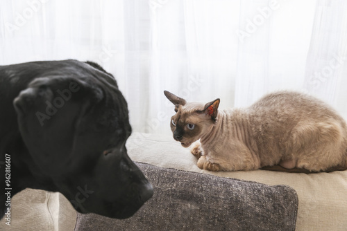 Photos A Cornish Rex cat assertively holds its ground on a couch as a curious black Lab