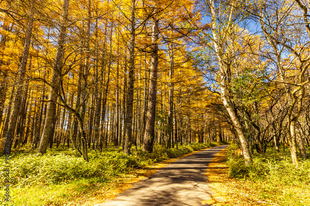 Fototapeta premium Autumn leaves at Senjogahara in Oku-Nikko (Tochigi Prefecture)