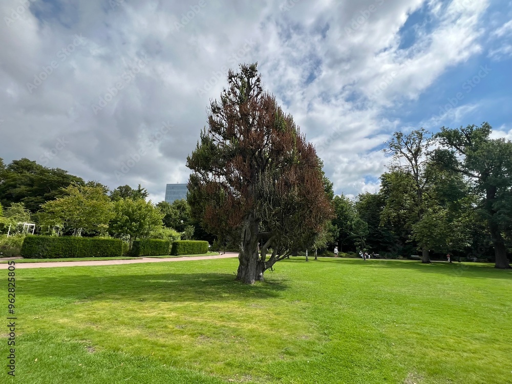 A lonely tall pyramidal tree on a beautiful green meadow against the background of blue sky and clouds A lonely tall pyramidal tree on a beautiful green meadow against the background of blue sky and clouds