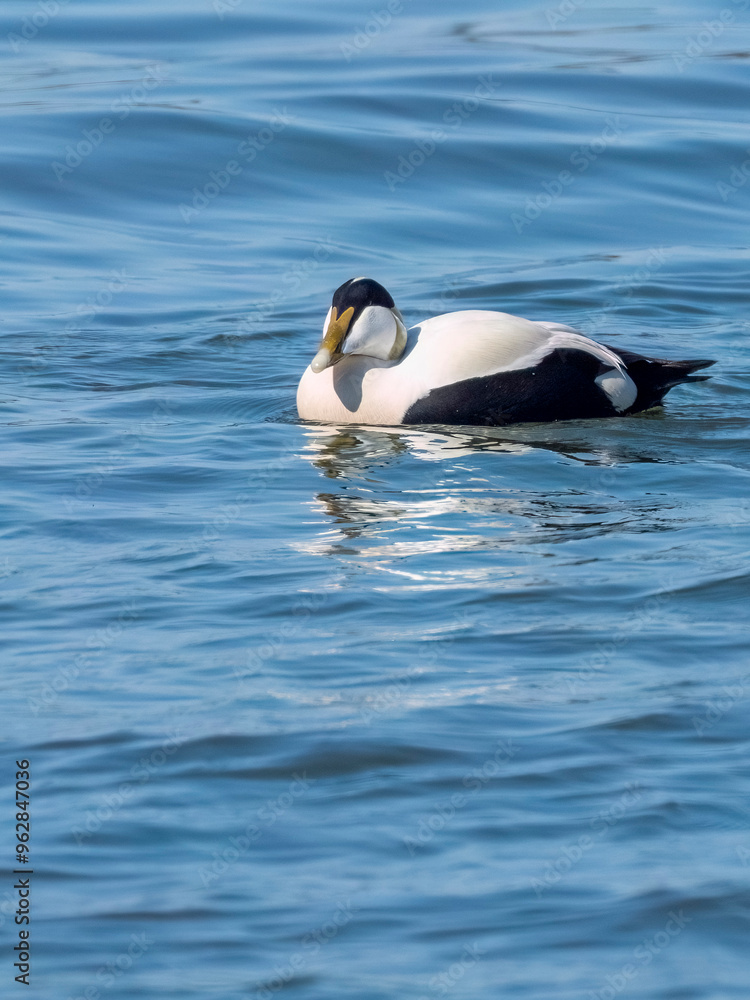 Obraz premium Common eider male at Baltic Sea