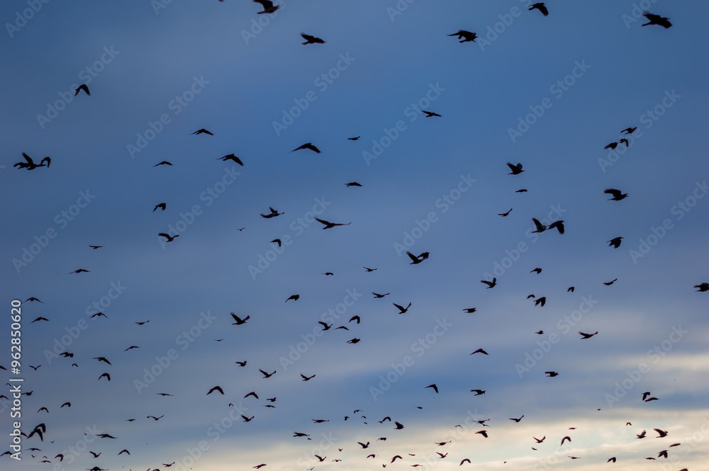 A flock of birds flying in formation against a beautiful sunset sky. Silhouettes of birds soaring through vibrant sunset colors. Group of birds migrating together in the evening sky. A flock of birds flying in formation against a beautiful sunset sky. Silhouettes of birds soaring through vibrant sunset colors. Group of birds migrating together in the evening sky.