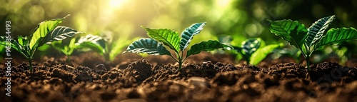Photo-realistic sustainable coffee farming, close-up of coffee plants in eco-friendly farm, rich textures of soil and plants, natural lighting, high-definition details, warm tones, focus on