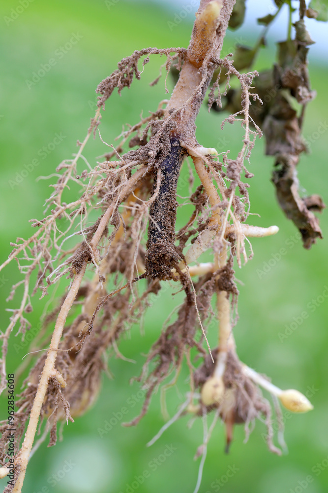 Root disease of potatoes grown in the field, the main root rots and turns black. Root disease of potatoes grown in the field, the main root rots and turns black.