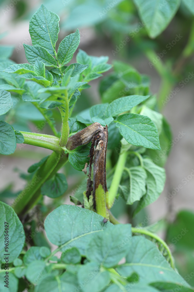Potato late blight Phytophthora infestans infection in potato crop
