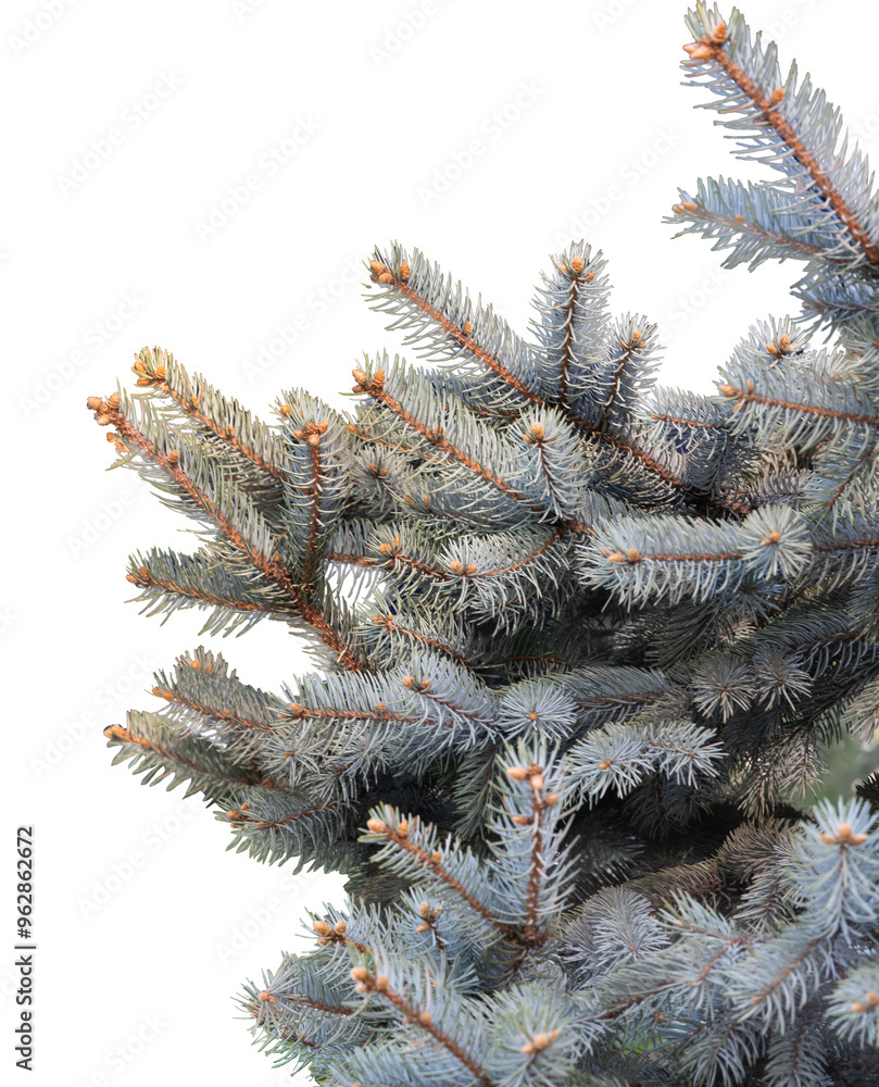 Close-up view of a lush evergreen tree branch showcasing its blue-green foliage in daylight Close-up view of a lush evergreen tree branch showcasing its blue-green foliage in daylight