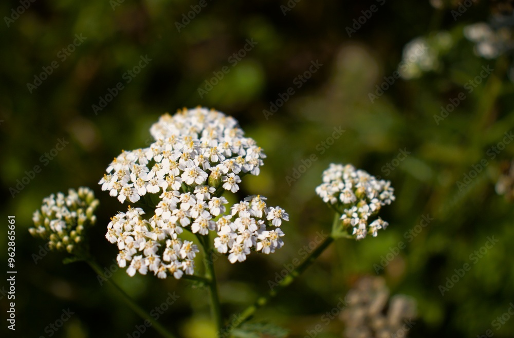 white flowers in the garden white flowers in the garden