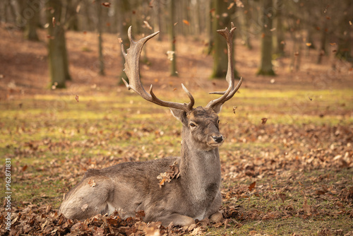 Fototapeta Naklejka Na Ścianę i Meble -  Common Fallow Deer (Dama) Lies Down with Falling Leaves in Autumn. Beautiful Brown Animal with Antlers during Fall Season.