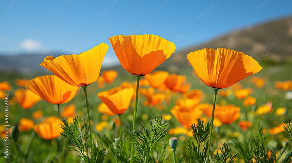 Obraz premium A close up of orange california poppies blooms in a sunlit field against the sky
