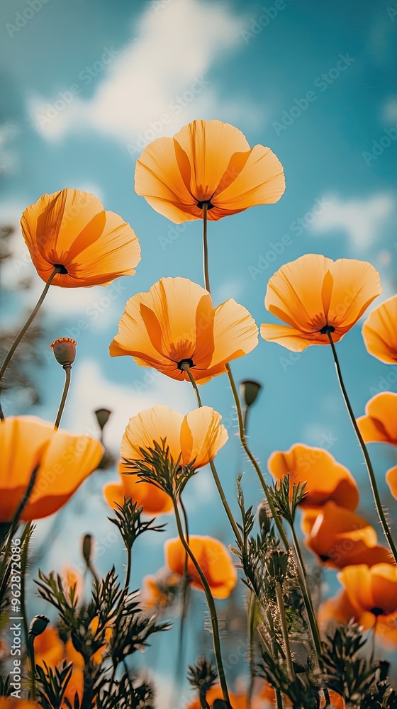 Obraz premium A close up of orange california poppies blooms in a sunlit field against the sky