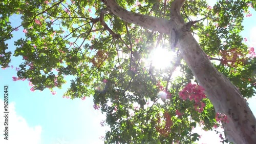 回る風景、百日紅の木