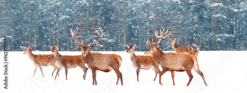 Canvas Print Noble deer with females in the herd against the background of a beautiful winter snow forest