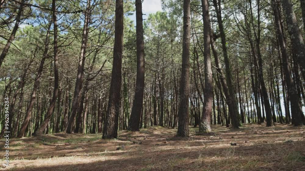 Low angle shot of a pine forest. Sunlight Sunbeams Through Woods In the woodland. Slider shot Low angle shot of a pine forest. Sunlight Sunbeams Through Woods In the woodland. Slider shot