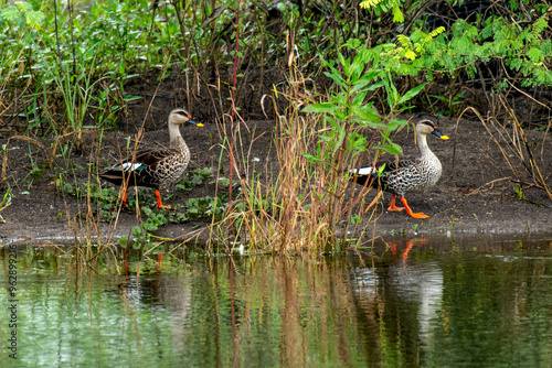 Indian Spot billed couple Duck on the bank of Lake photo