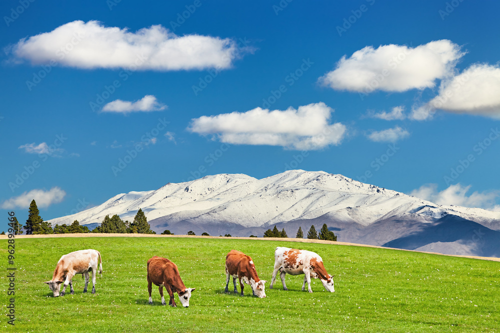 Mountain landscape with grazing cows Mountain landscape with grazing cows