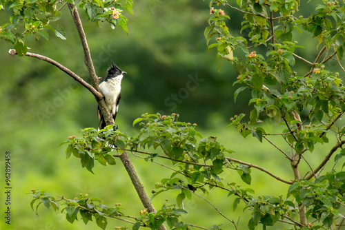 Pied crested Cuckoo also known as  Jacobin Cuckoo photo