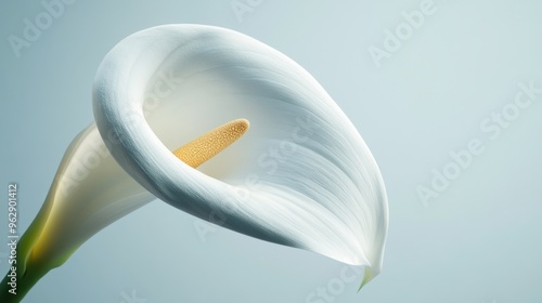 White Calla Lily on Blue Background