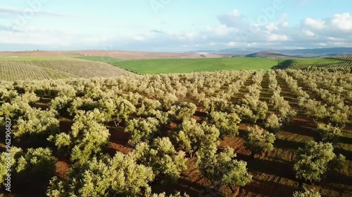 Wallpaper Mural Drone flying close to olive trees planted in rows in the Moroccan countryside. Torontodigital.ca