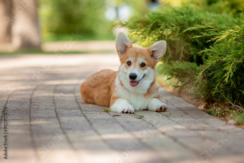 A puppy is a Welsh Corgi dog on a summer walk