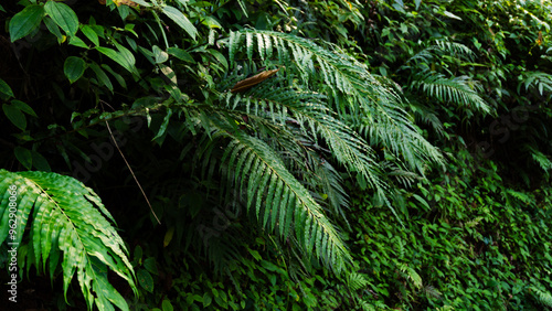 Fresh Green leaves texture for nature background and design,foliage nature background