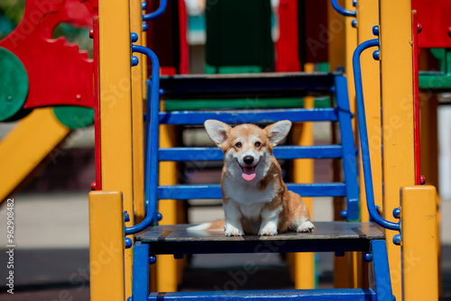 A Welsh corgi puppy dog sits on a playground in the sun