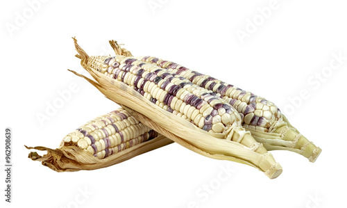  waxy corn isolated