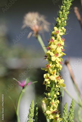 close up of a black mullein flower photo