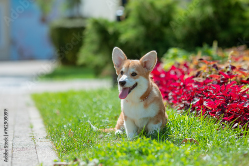 A puppy is a Welsh Corgi dog on a summer walk