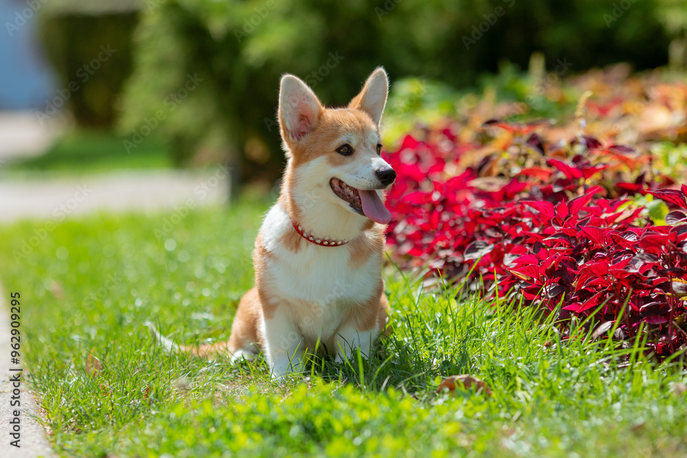 A puppy is a Welsh Corgi dog on a summer walk A puppy is a Welsh Corgi dog on a summer walk