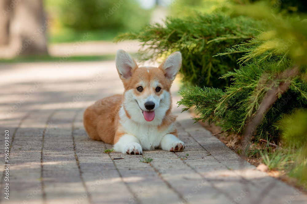 A puppy is a Welsh Corgi dog on a summer walk A puppy is a Welsh Corgi dog on a summer walk