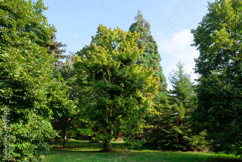 Arboretum of Paris city in the Vincennes wood