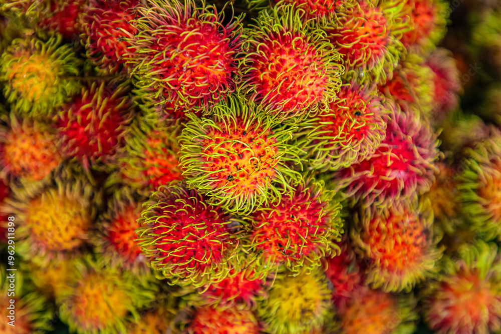 view of a bunch of red, yellow and green rambutan fruits with the spiky skin. view of a bunch of red, yellow and green rambutan fruits with the spiky skin.