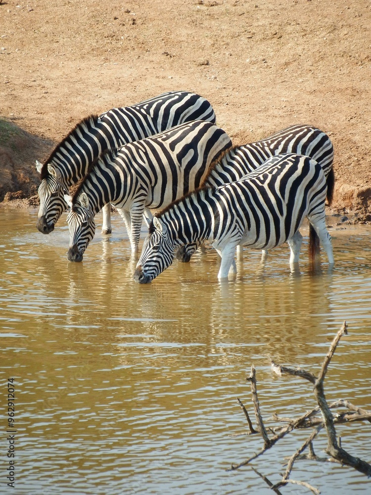 zebra on the beach zebra on the beach
