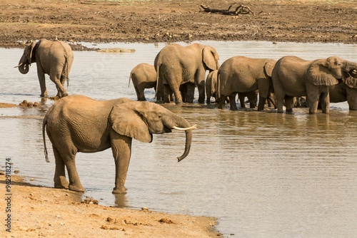 Photography elephants in the river