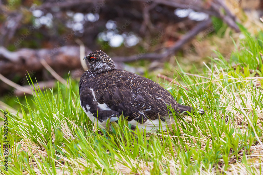 Obraz premium 日本の風景・初夏 立山黒部アルペンルート 残雪の室堂平 ライチョウ