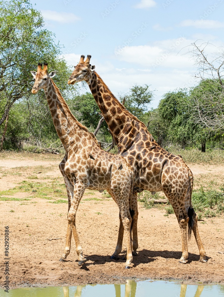 Obraz premium giraffe in the zoo
