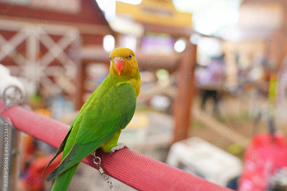 Obraz premium lovebird green opaline parrot standing on long bar.