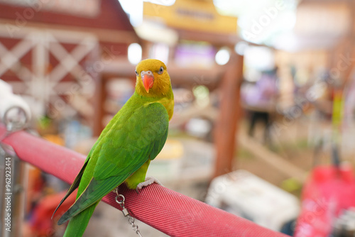 Fotografía lovebird green opaline parrot standing on long bar.