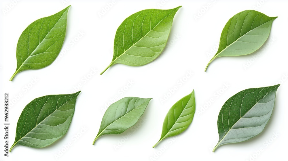 Fototapeta premium Leaves isolated photo on white background