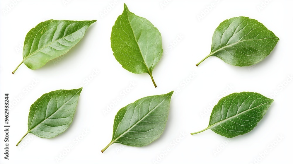 Leaves isolated photo on white background Leaves isolated photo on white background