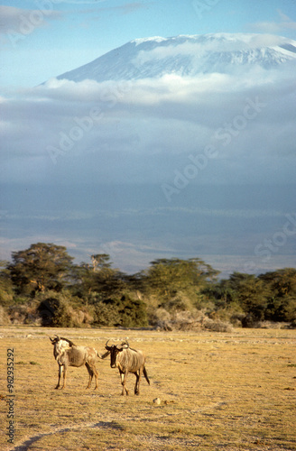 Gnou, Connochaetes taurinus, Mont Kilimandjaro, Parc national d'Amboseli, Kenya